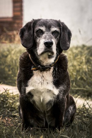 Foto de Retrato de perro viejo callejero en el parque. - Imagen libre de derechos