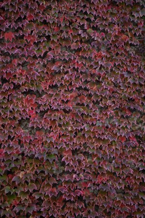 Foto de Textura enredadera cuando se vuelve rojo en el otoño. Nombre real: Parthenocissus tricuspidata - Imagen libre de derechos
