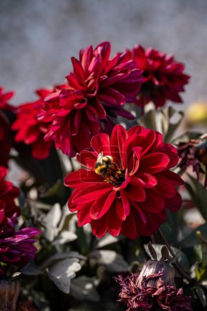 Foto de Flor roja con una abeja. Planta natural con abejorro recolectando polen - Imagen libre de derechos