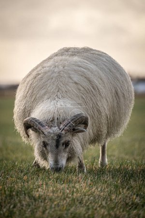 Foto de La raza islandesa de ovejas domésticas. Comer ovejas en un campo en Islandia - Imagen libre de derechos