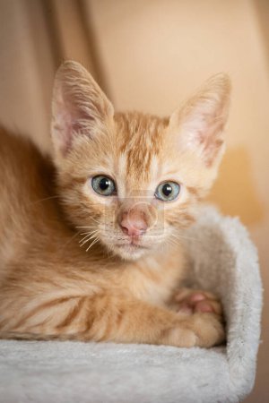Foto de Hermoso bebé retrato de naranja pelo corto gato. El gato europeo fue domesticado en la antigua Mesopotamia del gato salvaje africano (Felis Lybica). - Imagen libre de derechos
