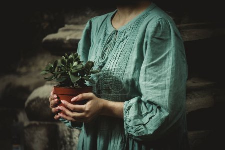 Foto de Planta de interior en una maceta en manos femeninas de cerca - Imagen libre de derechos