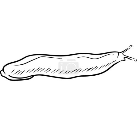 Illustration for Arion rufus red slug drawing in black isolated on white background. Vector sketch hand drawn illustration in sketch doodle line, engraving engraved style. Garden pest, plants destruction, biology - Royalty Free Image