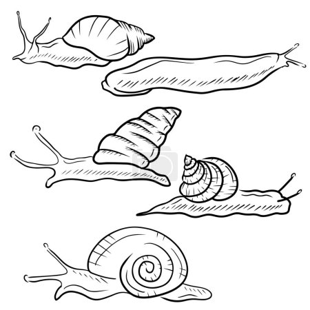 Illustration for SEt of realistic snails in black on white background. Giant african land snail, garden, roman, arion rufus slug, candy cane, grape. Hand drawn vector sketch illustration in engraved vintage outline. - Royalty Free Image