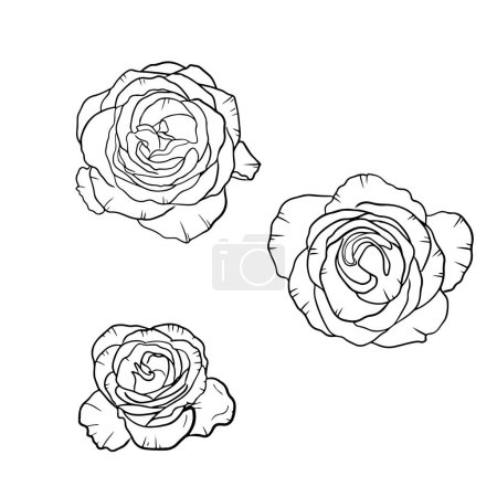 Set of three beautiful rose flowers in black isolated on white background. Hand drawn vector sketch illustration in doodle engraved vintage line art style. Concept of print, decoration, floristics