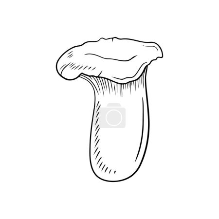 Pleurotus eryngii, king trumpet mushroom, French horn mushroom, eryngi, king oyster mushroom, king brown mushroom, boletus of the steppes, trumpet royale vector sketch vintage illustration