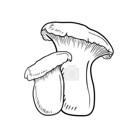 Dos leurotus eryngii realistas en negro aislado sobre fondo blanco. Dibujo vectorial dibujado a mano ilustración en estilo grabado doodle vintage. Concepto de japonés sabroso delicioso gourmet para cocinar
