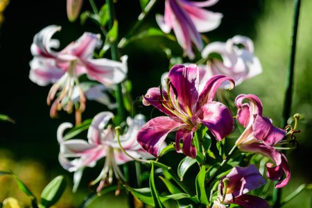 Foto de Delicadas flores blancas y rosadas de lirio real o lirio, conocido como lirio del rey en un jardín de estilo casa de campo británica en un día de verano soleado, hermoso fondo floral al aire libre fotografiado con enfoque suave - Imagen libre de derechos