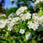 Many small white flowers and green leaves of Crataegus monogyna plant, known as common or oneseed hawthorn, or single-seeded hawthorn, in a forest in a sunny spring day, outdoor botanical background