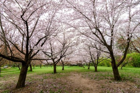 Téléchargez les photos : Grands cerisiers avec de nombreuses fleurs blanches en pleine floraison dans le jardin japonais du parc King Michael I (ancien Herastrau) à Bucarest, Roumanie, par une journée nuageuse de printemps, sakura - en image libre de droit