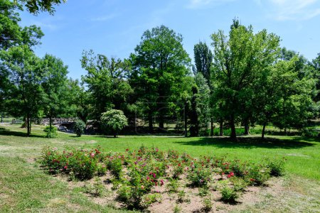 Paisaje vívido en el parque Nicolae Romaescu de Craiova en el condado de Dolj, Rumania, con lago, nenúfares y tres verdes grandes en un hermoso día soleado de primavera con cielo azul y nubes blancas