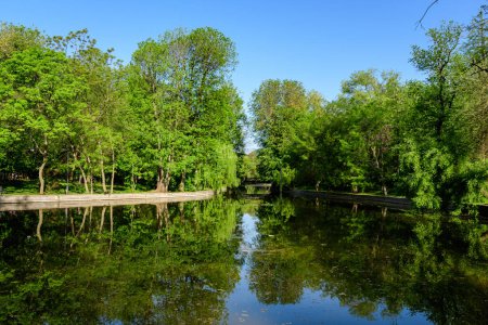 Lebendig grüne Landschaft mit alten großen Linden und grünen Blättern in der Nähe des Sees im Cismigiu-Garten (Gradina Cismigiu), einem öffentlichen Park im Stadtzentrum von Bukarest, Rumänien