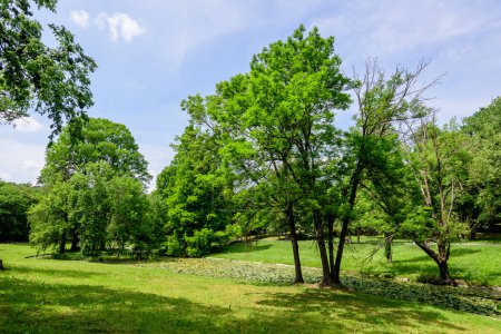 Paisaje vívido en el parque Nicolae Romaescu de Craiova en el condado de Dolj, Rumania, con lago, nenúfares y tres verdes grandes en un hermoso día soleado de primavera con cielo azul y nubes blancas