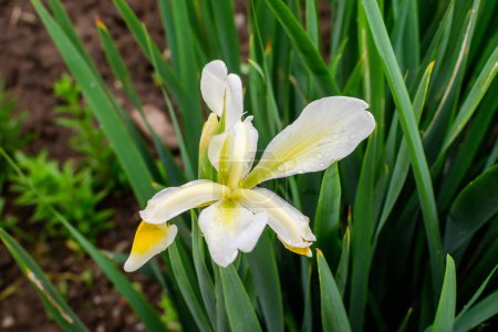 Nahaufnahme einer großen zarten weißen und gelben Iris-Blume in einem sonnigen Frühlingsgarten, schöner floraler Hintergrund im Freien mit weichem Fokus fotografiert