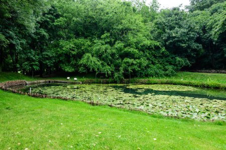 Paisaje vívido en Alexandru Jardín Botánico Buia de Craiova en el condado de Dolj, Rumania, con lago, nenúfares y tres verdes grandes en un hermoso día soleado de primavera con cielo azul y nubes blancas