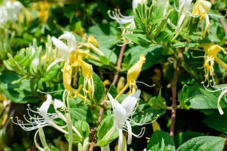 Arbusto verde con flores frescas vívidas amarillas y blancas de la planta Lonicera periclymenum, conocida como madreselva europea o woodbine en un jardín en un día soleado de verano, hermoso fondo floral al aire libre