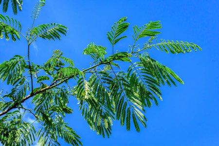 Petites feuilles vertes délicates d'Albizia julibrissin communément appelé arbre à soie rose persan vers un ciel bleu clair, dans un jardin par une journée d'été ensoleillée