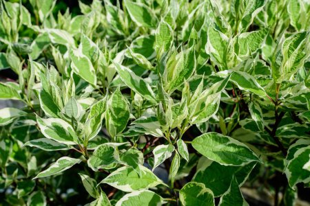 Many small vivid variegated green and white leaves on branches of Cornus Alba Elegantissima shru