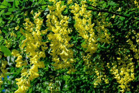 Árbol con muchas flores amarillas y brotes de Laburnum anagyroides, el laburnum común, cadena dorada o lluvia dorada, en plena floración en un jardín soleado de primavera, hermoso fondo floral al aire libre