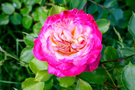 Primer plano de una rosa viva grande y delicada en plena floración en un jardín de verano, a la luz del sol directa, con hojas verdes borrosas en el fondo