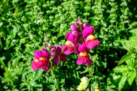 Vivid pink magenta dragon flowers or snapdragons or Antirrhinum in a sunny spring garden, beautiful outdoor floral  background photographed with soft focus