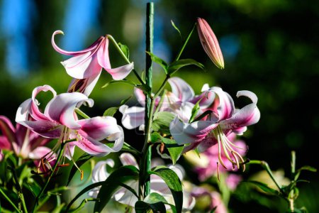 Foto de Delicadas flores blancas y rosadas de lirio real o lirio, conocido como lirio del rey en un jardín de estilo casa de campo británica en un día de verano soleado, hermoso fondo floral al aire libre fotografiado con enfoque suave - Imagen libre de derechos
