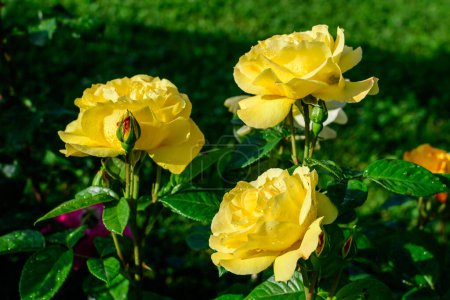 Close up of three large and delicate vivid yellow orange roses in full bloom in a summer garden, in direct sunlight, with blurred green leaves in the background