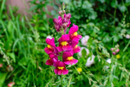 Many vivid pink dragon flowers or snapdragons or Antirrhinum in a sunny spring garden, beautiful outdoor floral background photographed with soft focus