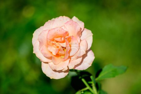 One large and delicate vivid orange rose in full bloom in a summer garden, in direct sunlight, with blurred green leaves in the background