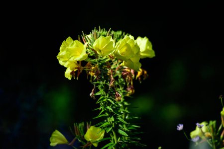 Viele leuchtend gelbe Blüten und grüne Blätter der Oenothera-Pflanze, allgemein bekannt als Nachtkerze, Sonnenblumen oder Sonnentropfen, in einem Garten an einem sonnigen Sommertag, schöner floraler Hintergrund im Freien