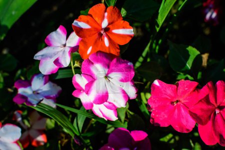 Nahaufnahme von lebendigen roten, rosa und weißen Ungeduldigen walleriana Blumen in einem sonnigen Sommergarten, schöne Outdoor-floralen Hintergrund mit weichem Fokus fotografiert