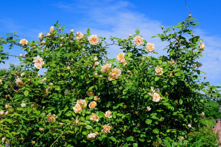 Grand buisson vert avec de nombreuses grandes et délicates roses orange jaune vif en pleine floraison dans un jardin d'été, en plein soleil, avec des feuilles vertes floues en arrière-plan