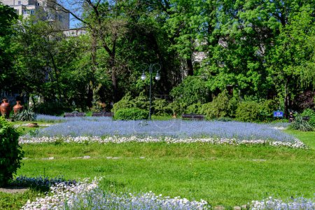 Paysage avec des arbres verts, des feuilles et de l'herbe et de nombreux petits bleus ne m'oublient pas ou des fleurs d'herbes Scorpion par une journée ensoleillée à l'entrée du jardin Cismigiu (Gradina Cismigiu) à Bucarest, Roumanie