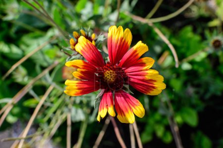 Eine lebhafte gelbe und rote Gaillardia-Blume, allgemein bekannt als Deckenblume, und verschwommene grüne Blätter im weichen Fokus, in einem Garten an einem sonnigen Sommertag, schöner floraler Hintergrund im Freien