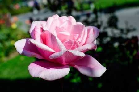 Téléchargez les photos : Gros plan sur une délicate rose vif rose magenta et feuilles vertes dans un jardin par une journée d'été ensoleillée, beau fond floral en plein air photographié avec un accent doux - en image libre de droit