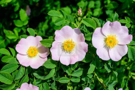 Delicate light pink and white Rosa Canina flowers in full bloom in a spring garden, in direct sunlight, with blurred green leaves, beautiful outdoor floral background photographed with soft focus