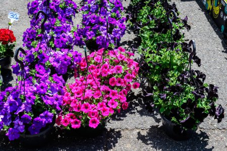 Large group of vivid pink and purple Petunia axillaris flowers and green leaves in garden pots at a market in a sunny summer day