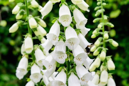 Close up of white flowers of Digitalis plant, commonly known as foxgloves, in full bloom and green grass in a sunny spring garden, beautiful outdoor floral background photographed with soft focus
