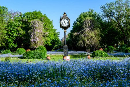 Landscape with green trees, leaves, vintage clock and many small blue forget me not or Scorpion grasses flowers in a sunny day at the entry to Cismigiu Garden (Gradina Cismigiu) in Bucharest, Romania