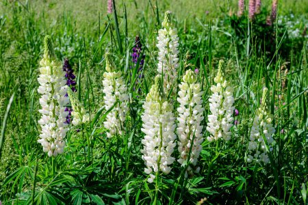 Photo for Close up of white flowers of Lupinus, commonly known as lupin or lupine, in full bloom and green grass in a sunny spring garden, beautiful outdoor floral background photographed with soft focus - Royalty Free Image
