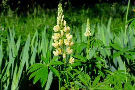 Close up of many vivid yellow Lupinus flowers, commonly known as lupin or lupine, in full bloom and green grass in a sunny spring garden, beautiful outdoor floral background