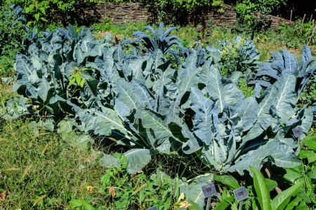 Many fresh organic green leaves of cauliflower and Tuscan kale plants in an organic garden, in a sunny autumn day, beautiful outdoor monochrome background photographed with soft focus