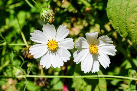 Two delicate white flowers of Cosmos plant in a cottage style garden in a sunny summer day, beautiful outdoor floral background photographed with soft focus