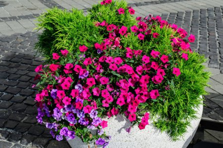 Large group of vivid pink Petunia axillaris flowers and green leaves in a garden pot in a sunny summer day