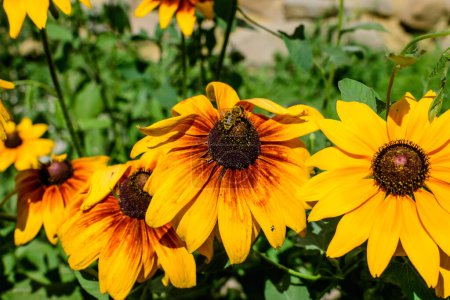 Bright yellow flowers of Rudbeckia, commonly known as coneflowers or black eyed susans, in a sunny summer garden, beautiful outdoor floral background photographed with soft focus
