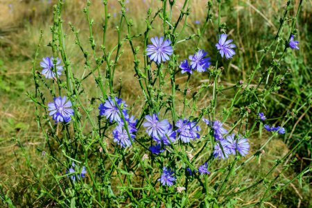 Vivid blue flower of wild common chicory plant, in a meadow in a sunny summer day