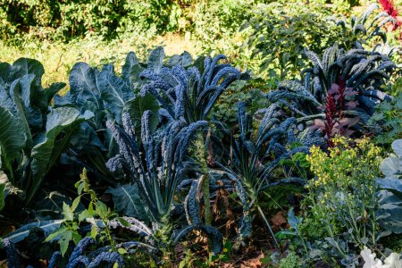 Large group of fresh organic green leaves of Lacinato, Black or Tuscan kale or leaf cabbage in an organic garden, in a sunny autumn day, beautiful outdoor monochrome background photographed with soft focus