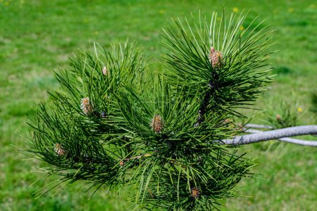 Primer plano de muchas hojas verdes o agujas de pino árbol de coníferas en un soleado jardín de verano, hermoso fondo monocromo al aire libre