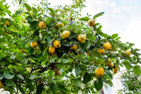 Many large fresh ripe organic yellow quinces and green leaves on tree brunches in an orchard in an autumn sunny day, photographed with selective focus