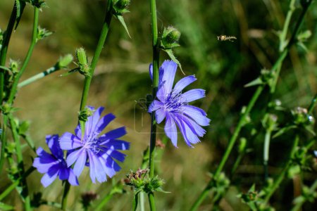 Flor azul vivo de planta de achicoria silvestre común, en un prado en un día soleado de verano